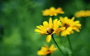 "The Beauty of Nature" 