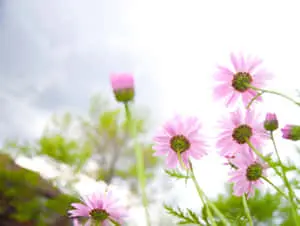 The Beauty of Nature