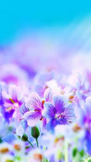 Pretty Field Of Flowers Image