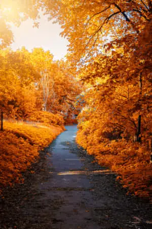 Magnificent Nature Landscape at Sunset