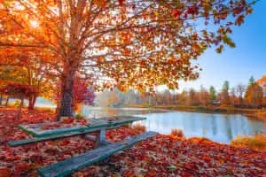 Beauty in Nature 