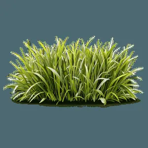 Realistic Grass Clipart PNG 24