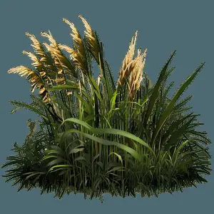 Realistic Tall Grass PNG 05252024