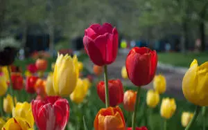 Red And Yellow Tulip Flowers