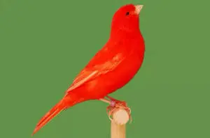 Red Factor Canary Bird 