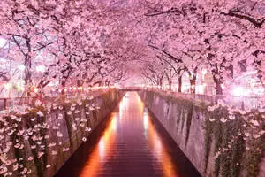 Enjoy the Beauty of Sakura and Follow the Flowery Path