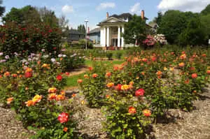 a garden with roses