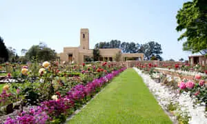 a row of flowers