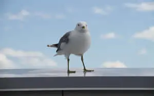 Seagull 2560 x 1600 wallpaper