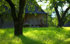 Serene Nature Hd