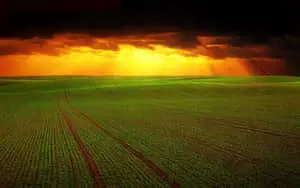 Serene Sunrise over Lush Agricultural Lands