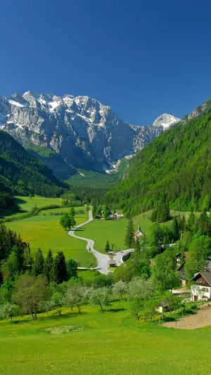  Serene Woodland Vista 
