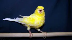 Melodious Canary Bird Serenading in the Sunshine