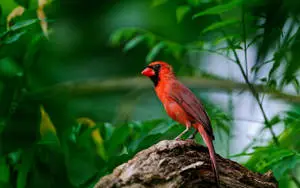 Small Cardinal