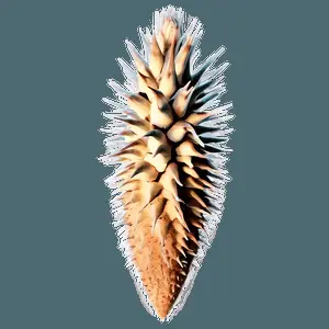 Spikes in Nature Photography PNG 4