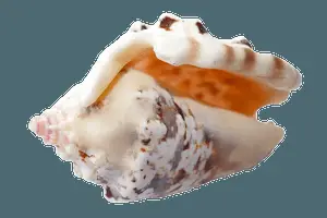 Spiral Seashell Isolated