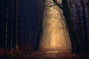 Spooky Forest With Yellow Light