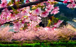 Beautiful Japan Sakura Tree Spring Background