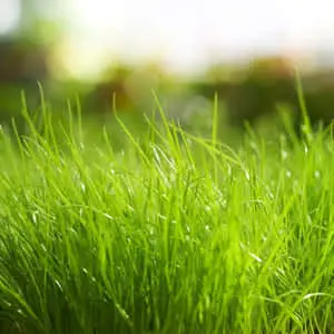 Lush Spring Grass Wallpaper