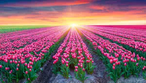 A Majestic Spring Sunrise