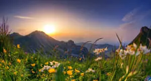 Serene Spring Sunrise in Nature