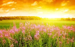 Serene Spring Sunrise