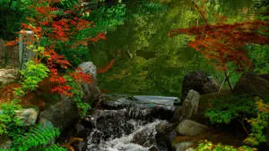 Stream With Japanese Nature