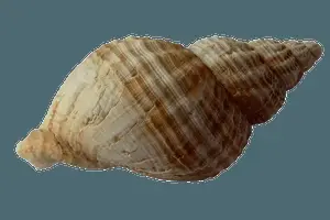 Striped Sea Shell Isolated