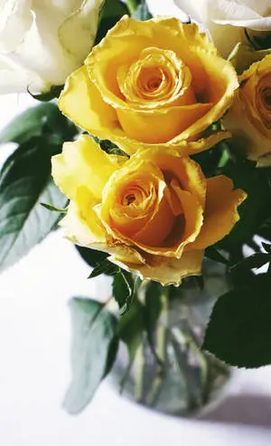 Sunny Yellow Rose Flowers