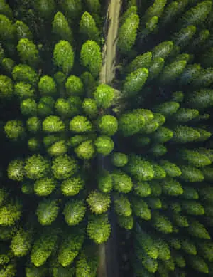 The majestic beauty of nature
