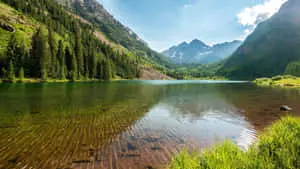 A tranquil view of a picturesque forest