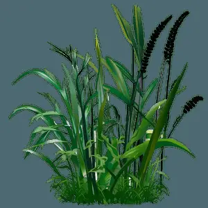 Tall Grass Illustration PNG ivp4