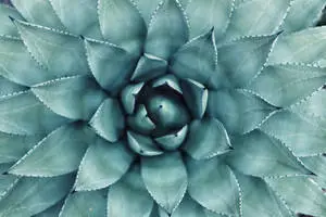 Teal Succulent Plant