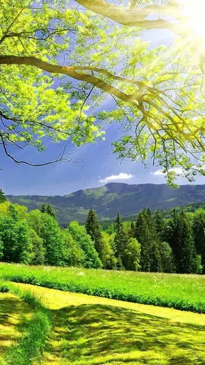 Spectacular Nature Display on HD Phone