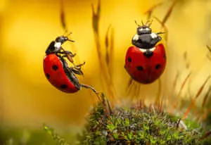 Exotic Red Insects in Natural Habitat