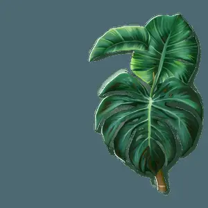 Tropical Plant Wallpaper PNG 82
