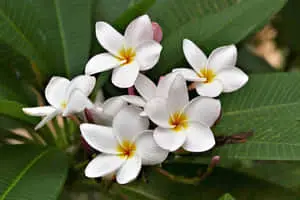 Plumeria Alba Tropical Plants Picture