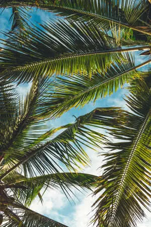 Palm Tree Tropical Plants Picture
