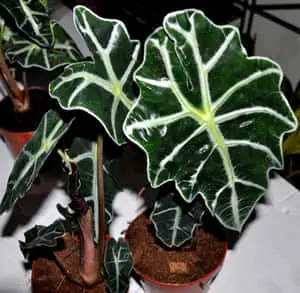 Alocasia Tropical Plants Picture