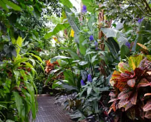 Tropical Plants Display Picture