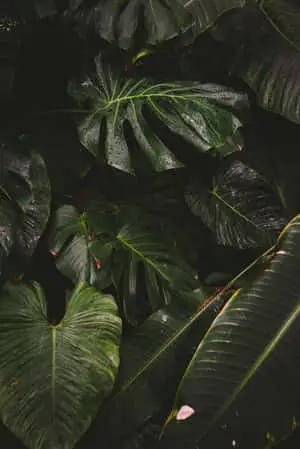 Stunning Variety of Tropical Plants
