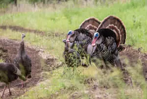 turkeys walking in a field with dirt on the ground