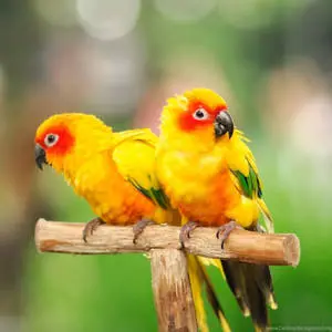 A Colorful Duo: Twin Conure Parrots with Blurry Backdrop