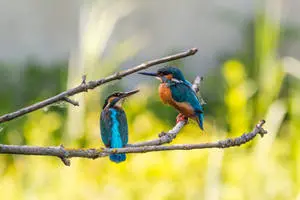 Two Cute Animals Kingfisher Duet Birds