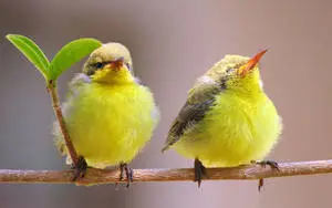 Two Cute Yellow Canaries