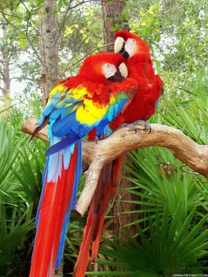 Two Parrots Leaning On One Another