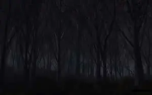 Dark Forest Path in Moonlight
