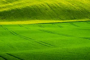 Vast Green Nature Fields