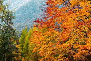 Verdant Nature Fall Desktop