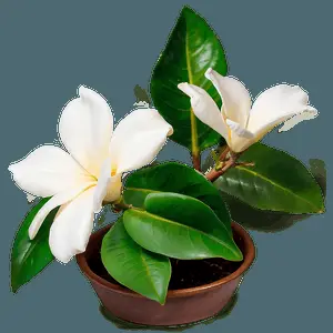 Vibrant Gardenia PNG 06202024